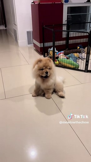 Chow Chows Chuffing Like Little Lions