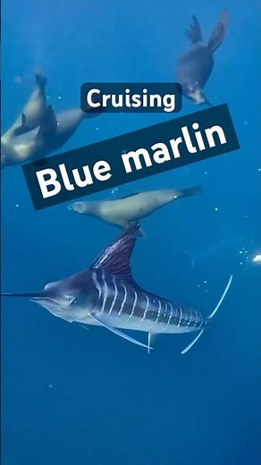 “Blue Marlin Underwater: Ocean Predator in Motion”