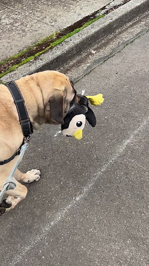 1.1K views · 95 reactions | Mastiff Rescue Oregon on Reels | Facebook