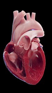 💓 Discover the Next Level of Cardiac Animation 💓 We’re thrilled to introduce our latest heart animation, which offers a stunningly accurate representation of the heart’s function. This animation includes MAPSE (Mitral Annular Plane Systolic Excursion) and TAPSE (Tricuspid Annular Plane Systolic Excursion), two critical measures of heart function that illustrate the movement of the heart’s valves during each beat. The heart beat cycle has been meticulously crafted to reflect the true dynamics o