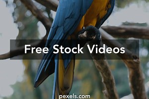 Angry Bird Background Videos, Download The BEST Free 4k Stock Video Footage & Angry Bird Background HD Video Clips