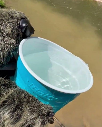Mount Joy Minnie at the Janus School Trout Release 2026