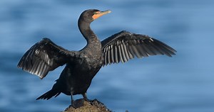 Double-crested Cormorant Similar Species to, All About Birds, Cornell Lab of Ornithology