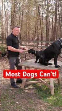 Can Your Dog Be a Protection Dog?