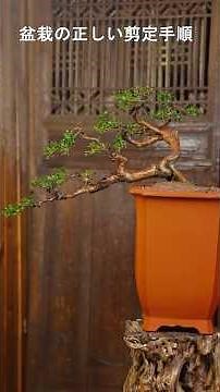 盆栽の正しい剪定手順 #bonsai #盆栽 #園芸