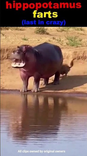 Hippopotamus funny farts🤣🤣#funny #fails #shorts