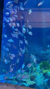 Dubai Excursions & Tours Direct to Dubai Agent ✅Desert Safari Dubai ✅ Dubai City Tour ✅Abu Dhabi City Tour ✅Dubai Dolphinarium ✅Burj Khalifa Tour ✅The View At The Palm ✅Global Village Dubai ✅Museum Of Illusions ✅Dubai Garden Glow ✅Dubai Fountain ✅IMG Worlds Of Adventure ✅Legoland ✅Motiongate ✅Aquaventure Waterpark ✅Lost Chambers Aquarium ✅Green Planet Dubai ✅Dinosaur Park ✅AYA Universe Dubai ✅Sky Views Dubai ✅Wild Wadi Waterpark ✅Dubai Mall ✅Burj Al Arab ✅Dubai Creek ✅Dubai Marina ✅Atlantis Palm