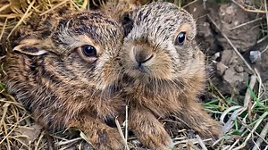 2M views · 101K reactions | Waiting for mum  When I found these adorable baby hares hidden under some long grasses, it was like coming across a very special secret 狼 A brown hare mum will hide her baby leverets away during the day, but she'll be back at night to feed them. | Robert E Fuller | Facebook