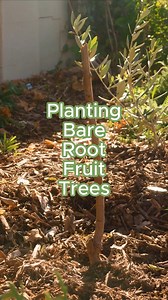 Don't be afraid to do this when you plant a fruit tree #fruittrees #growalittlefruittree | Growing in the Garden
