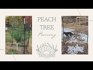 Open Center Peach Pruning on Second Year Tree | Pruning for Tree Health and Large Delicious Fruit
