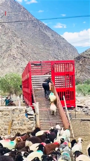 Sheep Loading Science 🐑🚛 | Why Farmers Load Sheep From Top First? #shorts