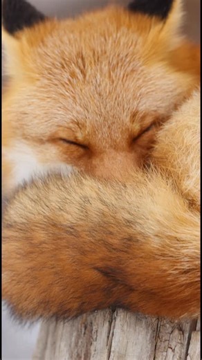 うるふぉ on Instagram: "🦊🦊🦊fox 2025/12 キタキツネ canon R5 markⅱ RF100-500mm F4.5-7.1 L IS USM #キツネ #fox #volpe #fuchs #여우 #狐狸 #キタキツネ #キツネ好きな人と繋がりたい #かわいい #写真好きな人と繋がりたい#動物写真 #動物が好きな人と繋がりたい #アニマルフォト#動物好き #癒されたい#かわいい動物#ナチュラルフォト #動物園 #fox #redfox #animals #foxlovers #foxlove #foxes_club #foxes_club_reels #best_foxs #foxes #_foxcommunitys"