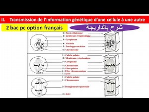 Transmission de l'information génétique d'une cellule à une autre 2 bac pc biof (شرح بالداريجة)