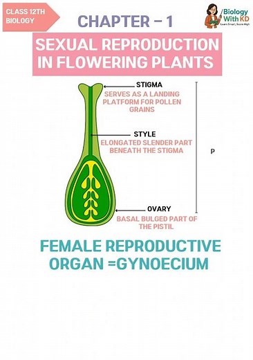 Sexual Reproduction in Flowering Plants Class 12 🔥| Pistil 🌺| NCERT Biology💯📚