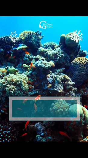 Today is World Reef Awareness Day! Let’s come together to protect coral reefs, the rainforests of the sea.They support 25% of all marine life and are vital to coastal communities. Climate change, pollution, and overfishing threaten their survival.It’s time to act—preserve, protect, and promote reef resilience. #WorldReefAwarenessDay #ProtectCoralReefs #ReefRescue #OceanConservation #MarineEcosystem #CoralReefsMatter #ClimateActionNow #SaveOurSeas #ReefAwareness #SustainableSeas #Biodiversity #Ec