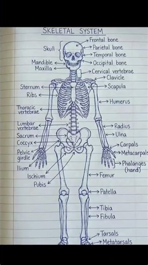 #Skeletal system