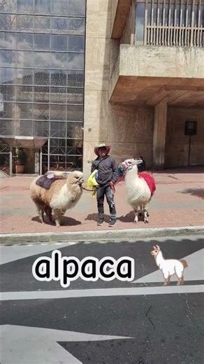 🦙 Meet the Alpaca – Softest Wool Animal!