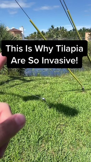 Robs Aquatics - Tilapia Invasion in Aquarium and Fish Tank