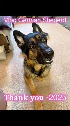 【ジャーマンシェパードと暮らす】 #ジャーマンシェパード #大型犬 #germanshepherd #犬のいる生活 #大型犬のいる生活