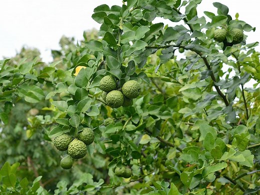 How To Grow Makrut Lime Trees - Bunnings Australia