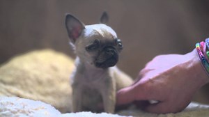 World's Smallest Pug?! Check Out How TINY She Is...