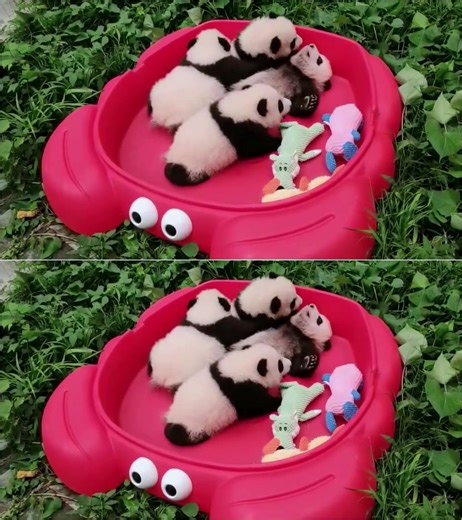 Funny Panda Waddling Gait in Forest Clearings