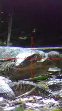 Berburu biawak // monitor lizard hunting