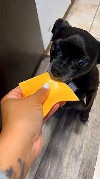 Scary Dog Bite Moment Caught on Camera! 😱 #shorts