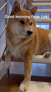 Soft morning vibes with Loki 🤍