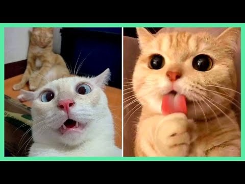 Funny Cats ✪ Cute and Baby Cats Videos Compilation #1