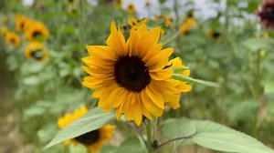 Come get your stunning sunflowers this weekend, take photos, pick your own, and enjoy fall on the farm! Our flowers will only be in bloom the next few weeks, so come out any day from 11am - 7pm! 🎃🌻 #pumpkindaysonthefarm #pumpkin #nickajackfarm #pumpkindays2022 #pumpkineverything #pumpkinpatch #pumpkinseason #nickajackfarms #pumpkindays #nickajack #fallvibes #fallfestival #pickyourown #pumpkindays2023 #sunflowers | Nickajack Farms