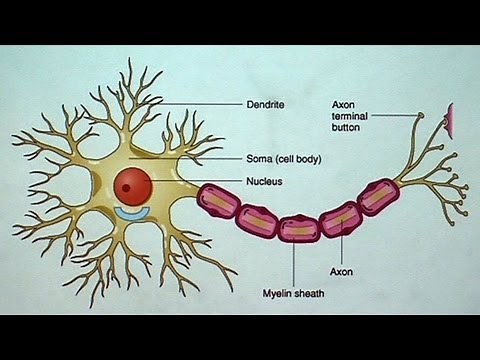 The Aging but Resilient Brain: Keeping Neurons Happy
