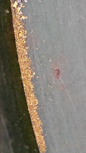 Hidden Treasure: Gold Uncovered in Maryland Creek