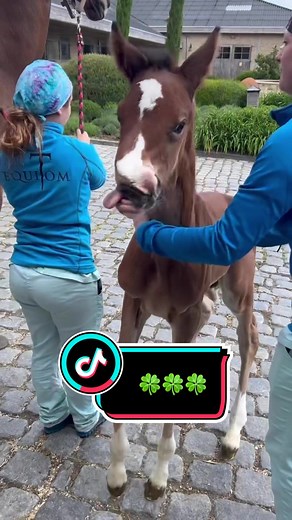 L'opération en cours pour nos chevaux