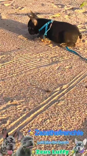 1.2M views · 10K reactions | When my rabbit  on sand Nurf Nurfthefrench Official ❤️‍#viralreels #nurf #dog #animal #reels #cat #pet #cute #dog #puppy #trending #reels #reelsvideo #funny #Amazing #happy #home | Nurf | Facebook