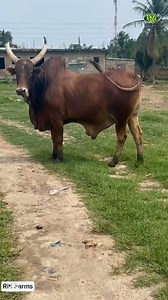 138 reactions · 17 shares | Do this to make millions from cow rearing  #cows #cowfarming #money #investment #agriculture #business #farmers #farming | Rifi Farms | Facebook