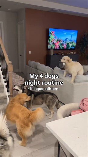 The Moriarty Family on Instagram: "Should really just called this the “realistic” version… #dogsofinstagram #dogsofinsta #dogsofig #goldenretriever #husky #huskies"