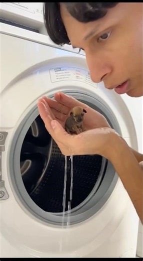 Dog vs Washing Machine: The Ultimate Test