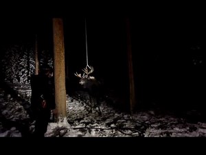 Disturbing video of a bull moose with its antlers caught on a backyard swing is a prime example of the hazards of attracting wildlife to a residential area. Recorded at the home of a Summit County resident who admitted to using salt to attract the animal, the footage shows the angry bull moose struggling with the swing's rope wrapped around its antlers while wildlife officers attempt to free it. After several difficult hours in its predicament, our officers were able to subdue the moose long eno