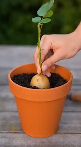 28K views · 242 reactions | Cette vieille astuce aide à faire raciner les rosiers plus vite | ღ ღ Astuces beauté santé et recette pour Femme ღ ღ | Facebook