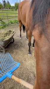 26K views · 798 reactions | Lessons in giving | Pony Up Rescue for Equines | Facebook