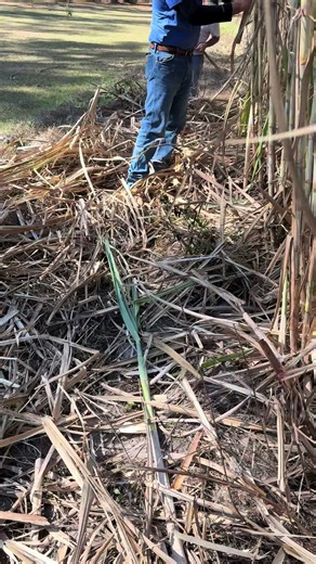 Making ready to cook some cane syrup!!! #StokesLandingsFinest