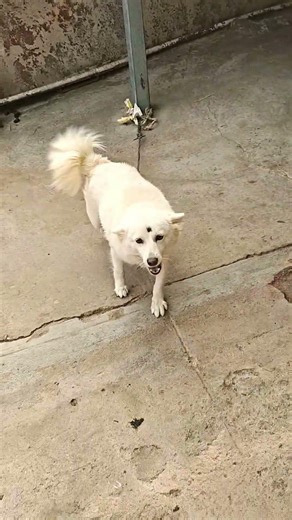 Barking rash dogs think volume is strength #dog #doglove#pets#funny#village #shortsfeed #shortsviral