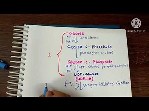 glycogenesis।। ग्लाइकोजेन का बनना।। in Hindi & English