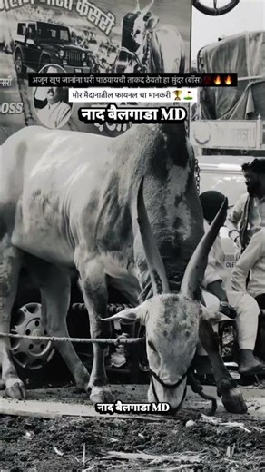 सुंदर (Boss)💯😈🔝 #baliraja #bull #bullfarm #cow #shorts #viral #love #like #बैलगाडा #trending