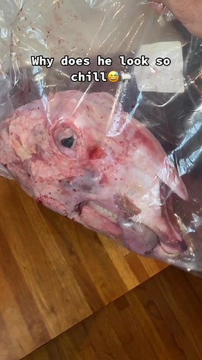 Cooking a Delicious Lamb Steak | Raw Meat Diet Recipe