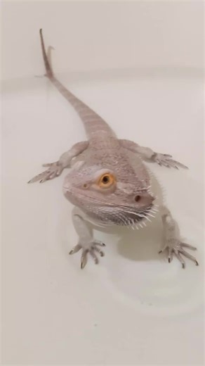 bath time for Draco! #dragonbath #bathtime #dragonsoftiktok #splishsplash #beardeddragon #rubadub #draco #dracomalfoy #dracothedragon