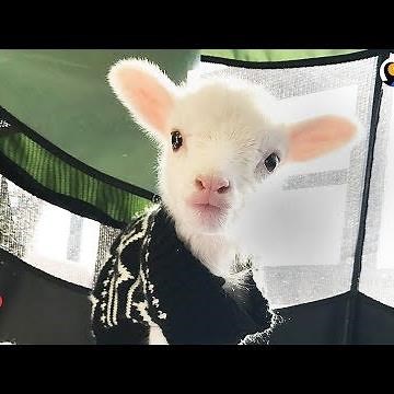 Goofy Lamb Loves Getting Into Trouble - FLICK | The Dodo
