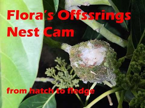 "'Flora' is Back!" Hummingbird Nest Live Cams (side + overhead)
