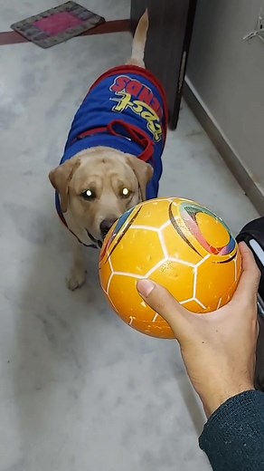 Cute labrador #dog shy ki new ball 😁 | #sourshy | #reels #cute #viral #funny #dogs #dogoffacebook #dogsofinstagram #puppy #doglover #instadog #dogoftheday #doglovers #doglife #pet #puppies #cute #dogsofinsta #puppiesoffacebook #facebookreels #petsofinstagram #doggo #ilovemydog #doglove #dogphotography #facebookpost #dogstagram | SourShy